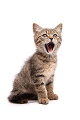 Cute tabby kitten with mouth open as if meowing or yawning, sitting against a white background. Perfect for pet and playful-themed projects