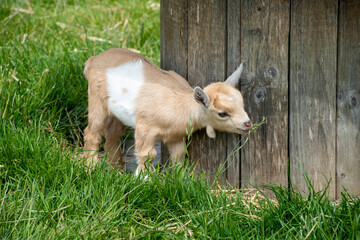 Pygmy Goat Kid