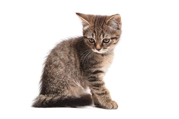 Adorable tabby kitten sitting and looking down thoughtfully against a white background, highlighting its soft fur and striped pattern. Ideal for pet-related content