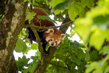 Cute Red Panda climbing in the branches of a sycamore tree, UK