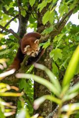 Cute Red Panda climbing tin the branches of a sycamore tree, UK