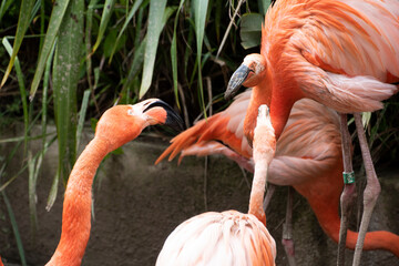 Two Pink Flamingos squabble