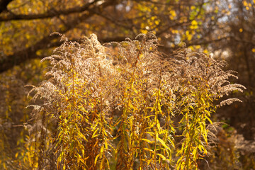 yellow moss on a tree