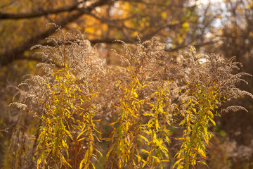 autumn leaves on the ground