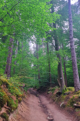 Fototapeta premium Lush Forest Pathway in Summer for Nature Exploration and Tranquil Retreats