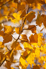 autumn leaves background