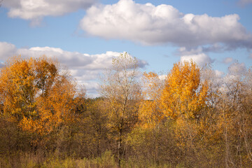 autumn in the forest