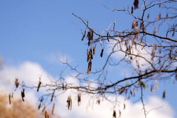 branches against blue sky