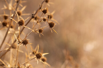 grass in the morning