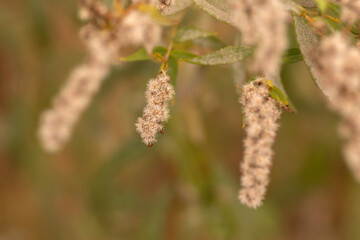 close up of willow