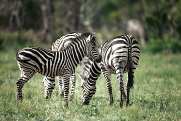 zebra in the grass 001