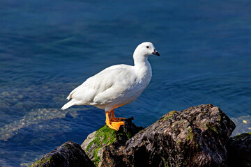 A white Kelp Goose on a Rock