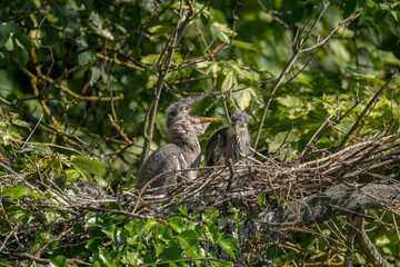 grey heron babies in the nest