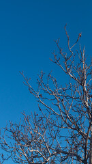 Walnut branches without leaves on the background of a blue cloudless sky