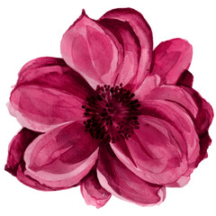 Watercolor peony illustration in pink. Botanical flower on an isolated white background.
