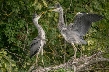 grey heron babies fighting and playing in their nest, close up