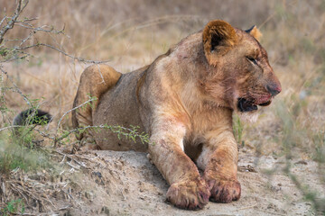 Closeup view of a lion with its mouth wide open, Akagera National Park Rwanda