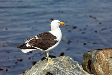 A Blood Billed Gull from Argentina 