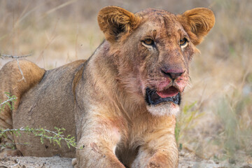 Closeup view of a lion with its mouth wide open, Akagera National Park Rwanda