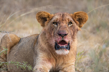 Closeup view of a lion with its mouth wide open, Akagera National Park Rwanda