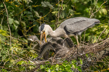 grey heron feeding its babies in the nest