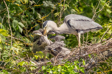 Fototapeta premium grey heron feeding its babies in the nest