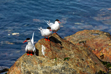 The Antarctic Tern from South America