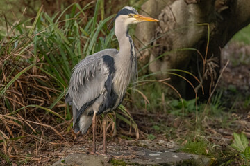 grey heron standing on a rock beside a pond