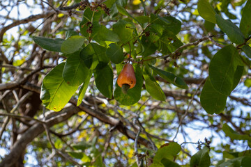 cashew fruit typical of northern Brazil Maranh&atilde;o