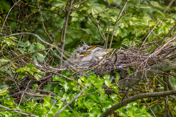 grey heron babies in the nest