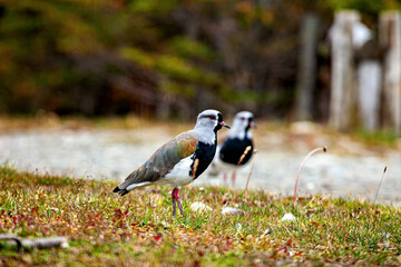 A Lapwing Bird from Argentina 