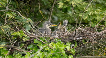 grey heron babies in the nest