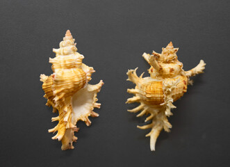 Obraz premium Curly murex chicoreus microphyllus. 