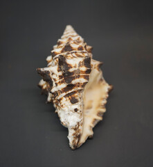 Vasum ceramicum, Ceram vase. Vasum ceramicum. 