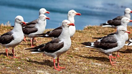 A Blood Billed Gull from Argentina 