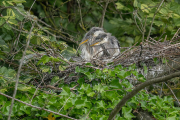 grey heron babies fighting and playing in their nest, close up
