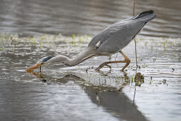 Heron fishing in a pond, close up