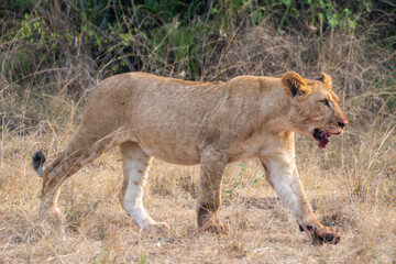 A lion cub is slowly walking through a vast field, Akagera National Park Rwanda