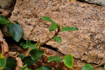Nature's Resilience: Green Vines Growing on Stone Wall for Natural Decor and Inspiration