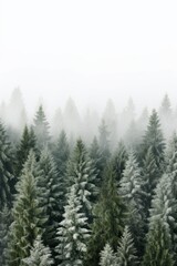 photograph of Lush pine trees contrast with the white background. For the Christmas festival