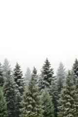 photograph of Lush pine trees contrast with the white background. For the Christmas festival