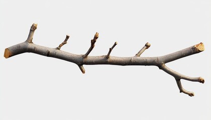 An isolated tree branch with small twigs and buds on a white background