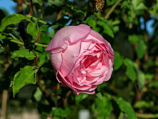 Pink climbing rose in garden.