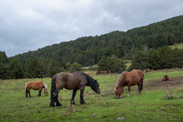 A group of horses graze freely in a green and leafy valley. The day is cloudy and there is a gentle slope with trees in the background.