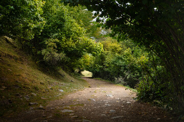 Beautiful and magical path in the middle of the forest. An opening is seen between the trees showing the path illuminated by the sun. Concept of trekking, adventure, walk, path and outdoor adventure