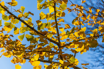 Ginkgo im Herbst