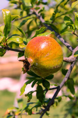 Ripe Pomegranate on Its Tree