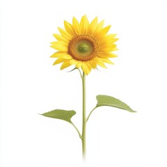Obraz premium A single yellow sunflower with a green stem and leaves