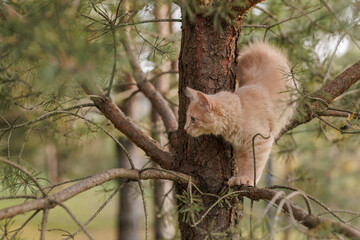 A curious and fluffy ginger kitten exploring outdoors climbing the pine tree