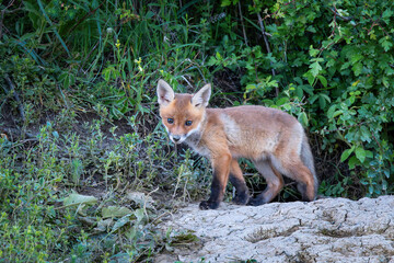 small fox cub near the den